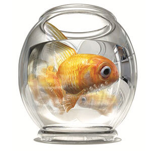 Link to PDF of brochure titled Going in circles? We can help. Image of goldfish swimming in circles
