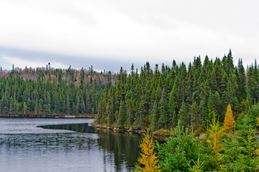 Paysage du nord de l'Ontario montrant une forêt et un plan d'eau